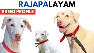 Rajapalayam Breed Profile History  Price  Traits  Rajapalayam Grooming Needs  Lifespan [upl. by Cogn]