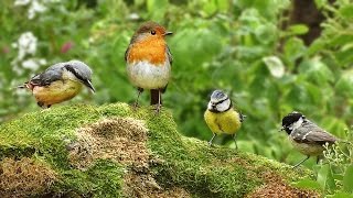 Videos for Cats to Watch  Spring Birds Spectacular [upl. by Ellerad]