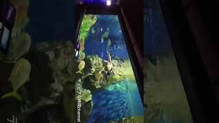 コタツがある水族館 デュビアな時間channel ＃碧南海浜水族館、＃水族館、＃コタツ、＃コタツがない家、 [upl. by Grimes]