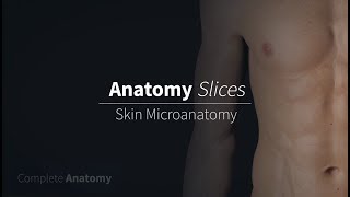 Skin Microanatomy  Anatomy Slices [upl. by Kirt367]