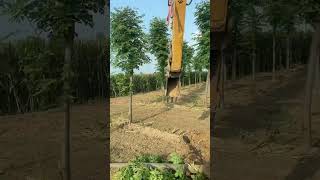 Process of Planting Saplings with an Excavator [upl. by Cliffes912]