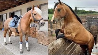 Super Grappige En Schattige Paarden Pony En Veulen Filmpjes DEEL 6 [upl. by Fitzgerald]