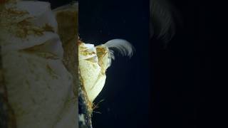 Barnacle Feeding Secrets A Microscopic Wonder [upl. by Jillayne]