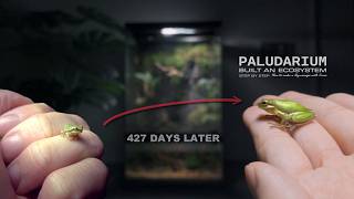 After 488 Days How Have My Mini Frogs Changed How Big Are The New Tadpoles Fun Frog Moments [upl. by Shedd]