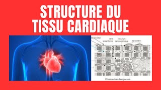 Quelle est la structure du myocarde [upl. by Macdougall]