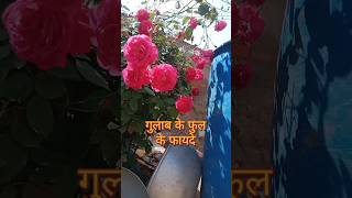 Gulab ke phool ke fayde gulab phool [upl. by Yarak193]