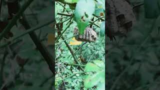 Collected Polistes nest along trail [upl. by Inahpit]