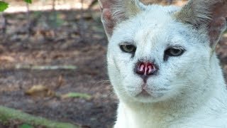 White Serval Nose Surgery [upl. by Oznerol]