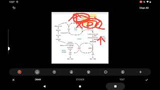 Pyrimidine metabolismB12 va Folatning DNK sintezidagi roli [upl. by Lexine]