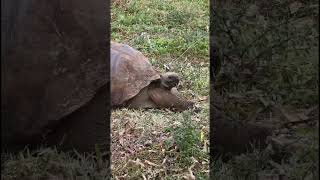 What Giant Tortoises Everywhere Galapagos Cruise Part 6 shorts [upl. by Yhtnomit522]