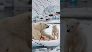 A heartfelt tale of a bear cub seeking a sailors help to save its gravely injured motherpolarbear [upl. by Agueda543]