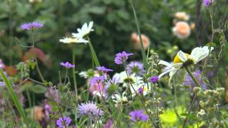 Une jardinière en Belgique  Isabelle [upl. by Aldredge]