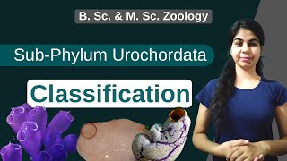 Urochordata Classification  In Hindi  B Sc amp M Sc  Zoology [upl. by Aihsemaj]