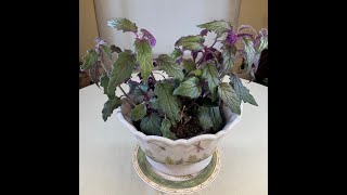 Purple Velvet Plant Gynura Care What to Know [upl. by Davilman]