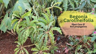 Begonia Carolineifolia Plant Care and Soil propagation [upl. by Varipapa]