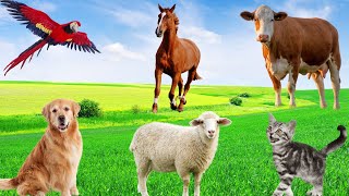 Cute Pets  Cow Sheep Dog Parrot Squirrel Cat  Familiar Animals [upl. by Zwart]