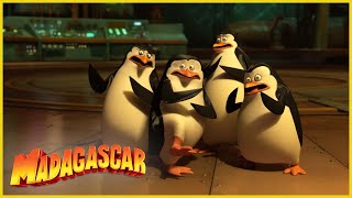 Los pingüinos luchan contra Dave  DreamWorks Madagascar en Español Latino [upl. by Abla6]