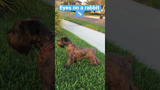 Standard Schnauzer Rabbit Chase and Offleash Recall shorts [upl. by Liryc]