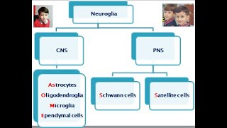 2 nervous system nerve fibers and neuroglia [upl. by Mita]