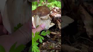 MEGA BOLETUS AESTIVALIS boletus funghi porcini seta cogumelo mushroom ciuperci pilze [upl. by Theodora]