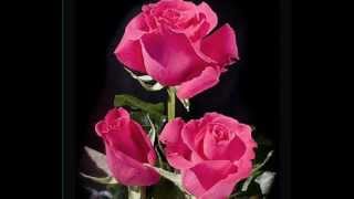 ECUADORIAN ROSES  VARIETIES BY COLOR FLOWER BROKER ECUADOR FLOWER WHOLESALE [upl. by Drahser]