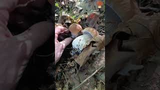 🍄‍🟫🍄‍🟫🍄‍🟫⛰️🫶mushroom boletus nature porcini fungi грибы грибочки білігриби shorts [upl. by Alphonse]