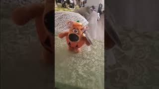 Gemmy 2024 halloween waddler pumpkin scooby doo pup [upl. by Yerxa280]