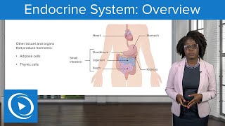 Endocrine System Overview – Physiology  Lecturio Nursing [upl. by Hedwig]