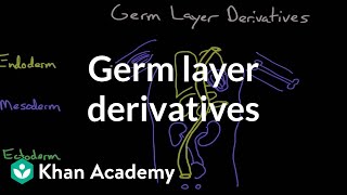 Germ layer derivatives  Behavior  MCAT  Khan Academy [upl. by Neehahs902]