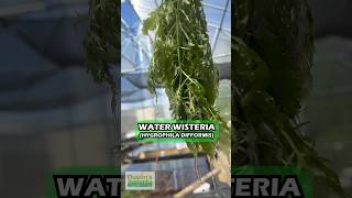 Water Wisteria AKA The HARDIEST Hygrophila Hygrophila difformis Aquarium Plant For Sale [upl. by Radferd]