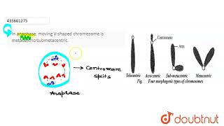 In anaphase moving Vshaped chromosome is metacentricsubmetacentric  CLASS 11  CELL CYCLE A [upl. by Otipaga]