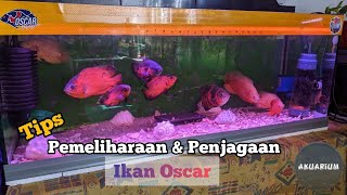 Tips Memelihara Ikan Oscar Membesar dengan Sihat [upl. by Valdemar]