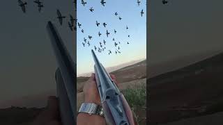 Facing a Flock of Pigeons How Do You Decide on a Target [upl. by Nna]