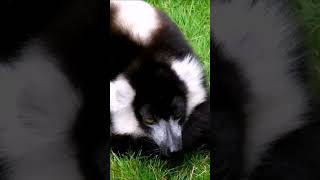 nature  lemur  animal  forest  beautiful scenery  relaxing clip  PT 10  EP 6  🏞️🌄🤩😍🥰❤️💕 [upl. by Maryrose147]