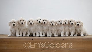 A day in the life with 10 Golden retriever puppies puppy culture [upl. by Biddick72]