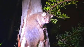 Cute white tipped ringtail possum [upl. by Rodgers]