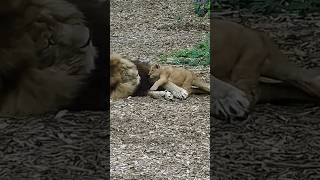 Lion cub  Wakes his father🤫🤭 shortsbabylion [upl. by Hurst99]