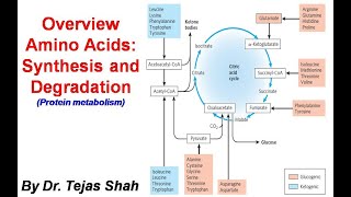 Overview Amino acids synthesis and degradation II Protein Metabolism II Dr Tejas Shah [upl. by Azar]