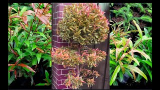 How Eugenia Plant Grow and Propagate [upl. by Assena]