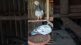 Kobutor pigeon kobutor pigeonbreed birds kobuter pigeonhobby kabootar [upl. by Redford]