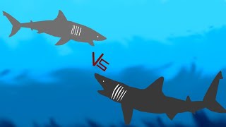 DCBA Great White Shark VS Basking Shark [upl. by Ian717]