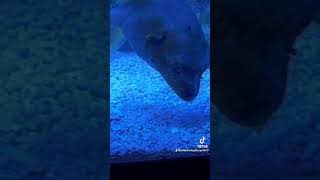 Please subscribe for Philip dogface pufferfish reef reeftank saltwater fyp trending [upl. by Ettenwad]