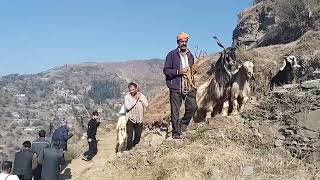 pogali bansuri pogali culture [upl. by Roselani]