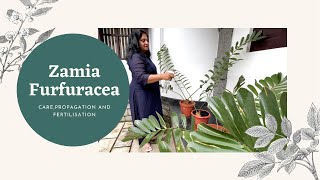 Zamia Furfuracea Cardboard Palm Care and Propagation [upl. by Aicenaj]