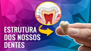 ESTRUTURA DOS NOSSOS DENTES [upl. by Studdard351]