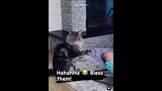 Babies vs pets funny [upl. by Nosniv999]