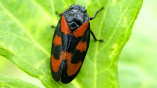 Red and Black Froghopper Facts the JUMPING BUG  Animal Fact Files [upl. by Ytsirc]