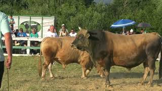 RUDONJA  ZLATONJA VUČIPOLJE BUGOJNO 2023 KOD PET JARANA [upl. by Abrahan]