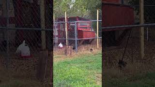 Chicken Coop Project is Done Improved backyardchickens homesteading homestead chickens [upl. by Segal]