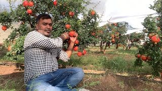 अनार की खेती की जानकारी l pomegranate farming in maharashtra l dalimb anar pomegranate farming [upl. by Orimisac]